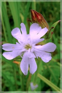 white campion