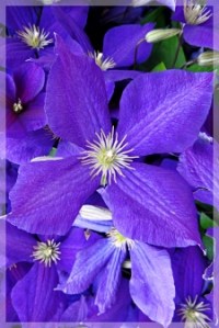 clematis