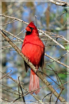 cardinal