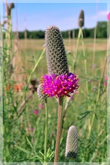 purple prairie clover