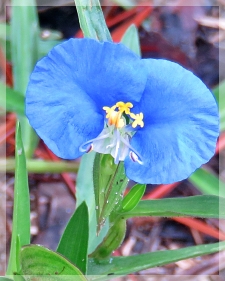 dayflower