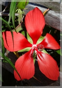 scarlet swamp hibiscus