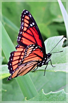 viceroy butterfly