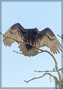 black vulture