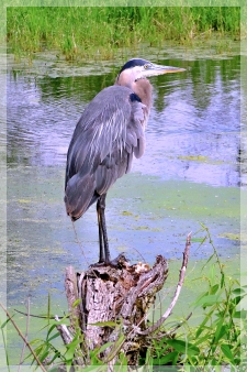 great blue heron