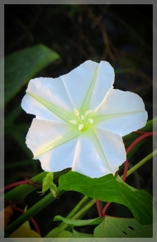 moonflower