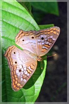 white peacock butterfly