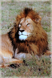 lion - tanzania