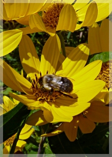 bee on sunflower