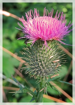 Bull Thistle