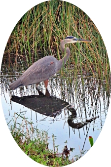 Great Blue Heron