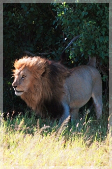 lion - tanzania