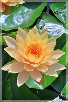water lily