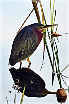 green heron