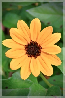 Beach sunflower