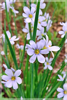 blue-eyed-grass