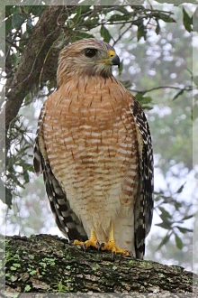red-chouldered hawk