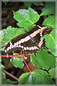 giant swallowtail butterfly