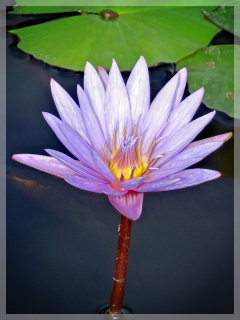 tropical water lily