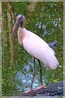 wood stork 