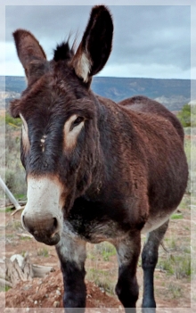 donkey