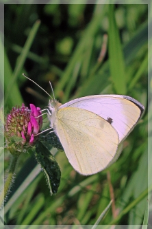 cabbage white butterfly