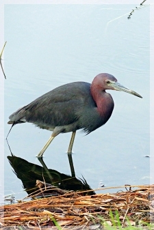 LITTLE BLUE HERON