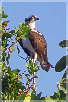 osprey