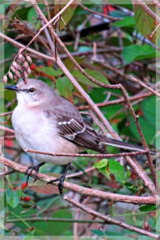 MOCKINGBIRD