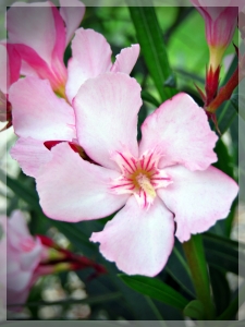 Oleander
