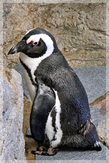 AFRICAN PENGUIN