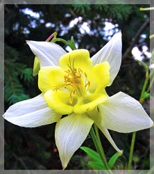 columbine