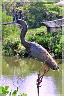 Tri-colored Heron - breeding