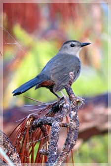 grey catbird