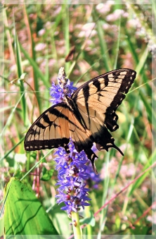 tiger swallowtail