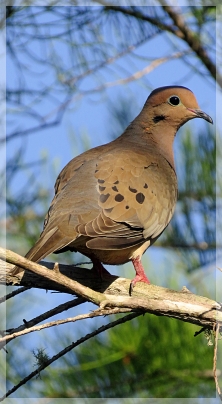 mourning dove