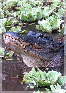 alligator