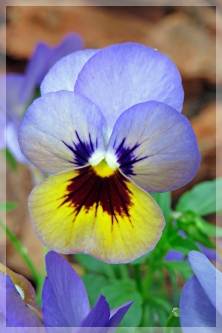 pansy