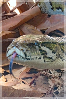 reticulated python