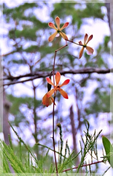 butterfly orchid