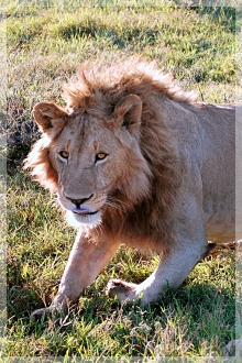 lion