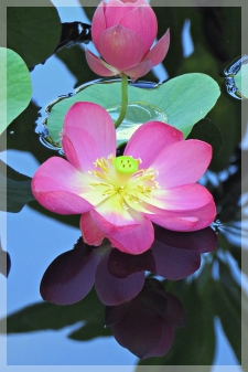 lotus