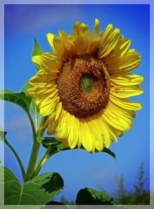 sunflower