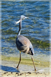 tri-colored-heron