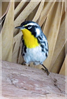 yellow throated warbler