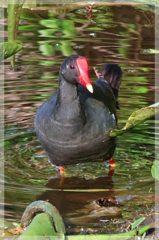 common moorhen
