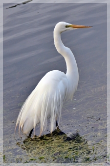 great egret