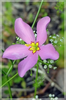 sabatia